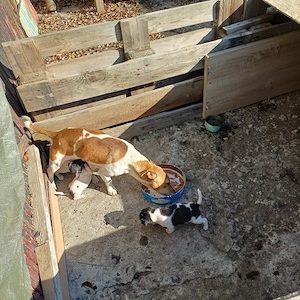 cateluse jack russel - imagine 4