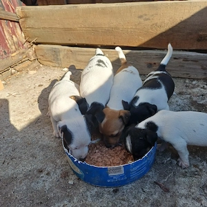 cateluse jack russel