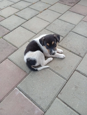Fox-terrier catei - imagine 4