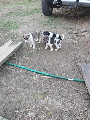 Fox-terrier catei - imagine 2