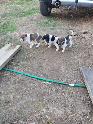 Fox-terrier catei - imagine 3