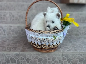 Westie de calitate - furnizor autorizat  - imagine 3