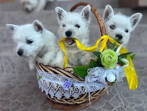 Westie de calitate - furnizor autorizat 