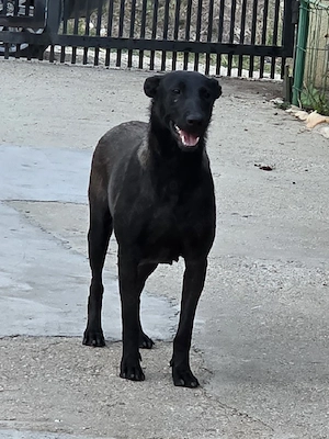 Femela Ciobanesc Belgian Malinois - imagine 2