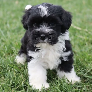 Băiețel bichon havanez 