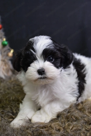 Bichon havanez talie mica 