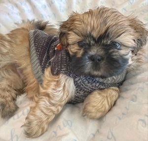 Bichon havanez puiuți 