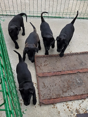 Catei Ciobanesc Belgian Malinois