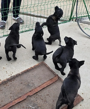 Catei Ciobanesc Belgian Malinois