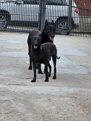 Catei Ciobanesc Belgian Malinois - imagine 4