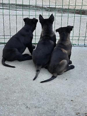 Catei Ciobanesc Belgian Malinois - imagine 5