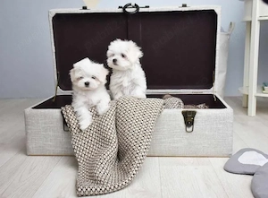 Bichon Maltese, talie Mini Toy, albi imaculat, 2 luni