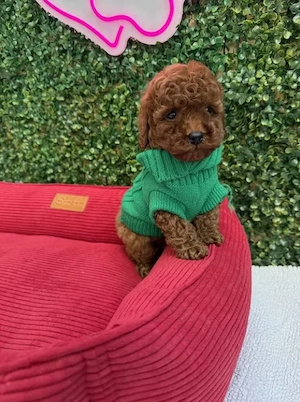 Pui Poodle   Caniche Mini Toy   talie foarte mică, parinti cu Pedigree