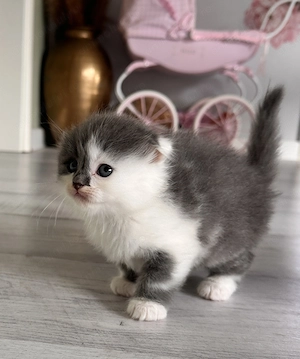 Scottish fold  Straight - imagine 5