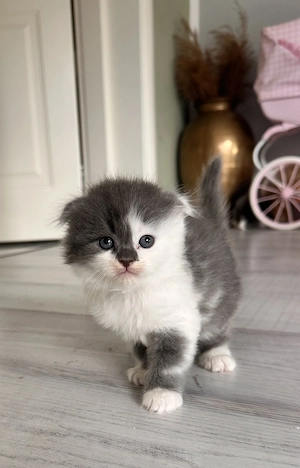 Scottish fold  Straight - imagine 4