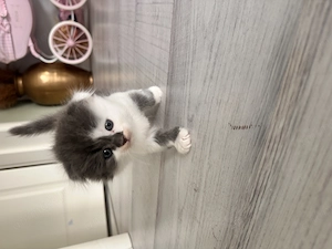 Scottish fold  Straight - imagine 3