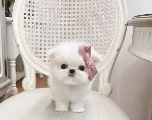 Bichon maltez tea cup toy (mai mic decat mini toy) 