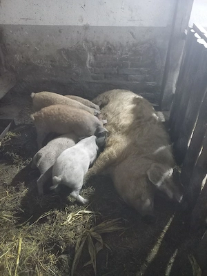 Mangaliță scroafă cu purcei