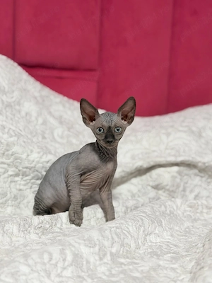 Vand  Pisica Sphinx  finx  sphinx