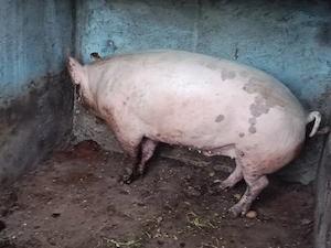 Vând porc de 350 kg - imagine 4