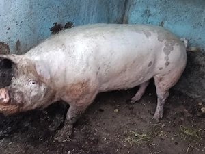 Vând porc de 350 kg