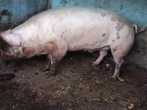 Vând porc de 350 kg - imagine 2