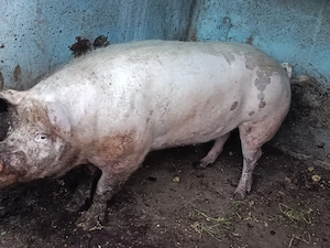 Vând porc de 350 kg - imagine 5