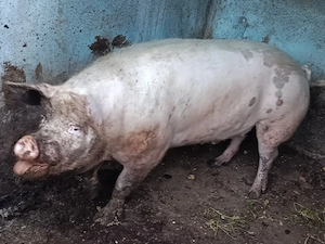 Vând porc de 350 kg - imagine 3
