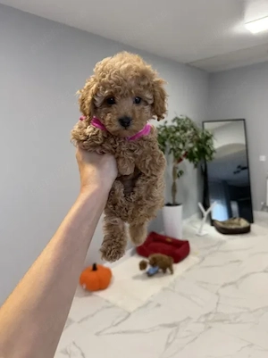 Firma Autorizata vindem Poodle Toy Apricot, calitate deosebita, rasa hipoalergenica - imagine 2