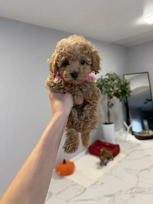 Firma Autorizata vindem Poodle Toy Apricot, calitate deosebita, rasa hipoalergenica - imagine 3