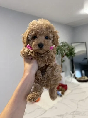 Firma Autorizata vindem Poodle Toy Apricot, calitate deosebita, rasa hipoalergenica