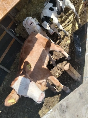 vand tăurași de 3 luni - imagine 3