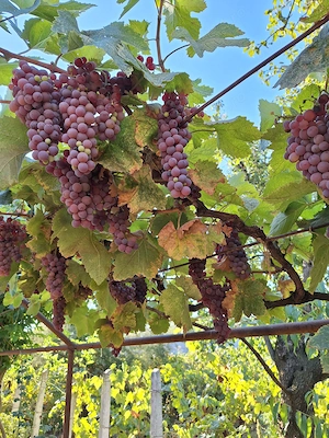 Vand struguri pt vin