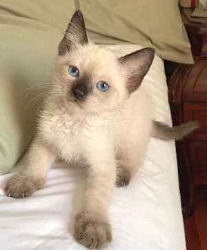 ragdoll puiuti frumosi - imagine 2