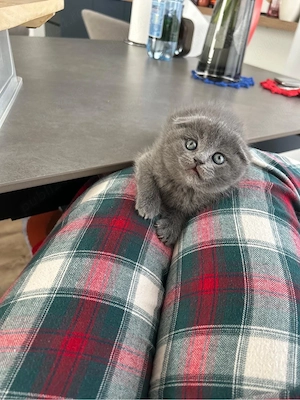 Motanel scottish fold  - imagine 4
