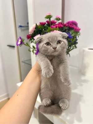 Motanel scottish fold  - imagine 3