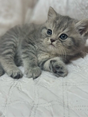 British Shorthair silver  - imagine 2