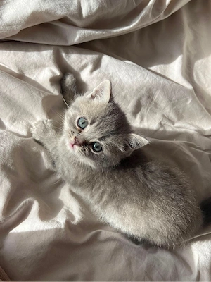 British Shorthair silver  - imagine 3