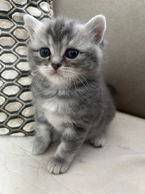 British Shorthair silver  - imagine 2
