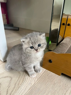 British Shorthair silver 