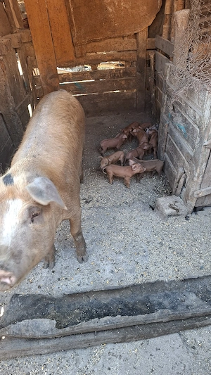 vand scroafă cu 10 purcei fătată de 3 zile  scroafa e la prima fătare  - imagine 2