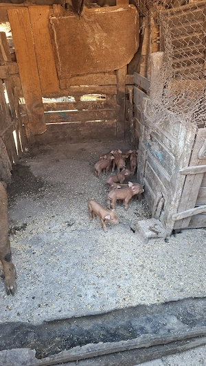 vand scroafă cu 10 purcei fătată de 3 zile  scroafa e la prima fătare  - imagine 3