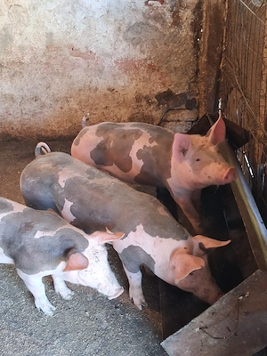 Scrofite pietrain si vieruș 