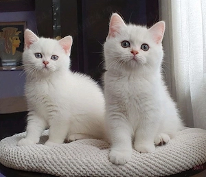 British Shorthair 