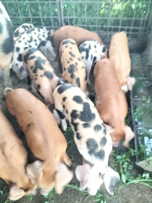vand porci