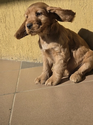 Cocker Spaniel auriu - imagine 5