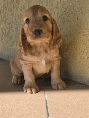 Cocker Spaniel auriu - imagine 2