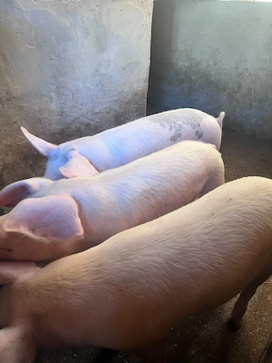 Porci de vânzare!  - imagine 2