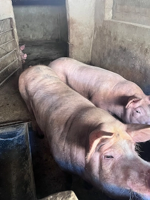 Porci de vânzare! 