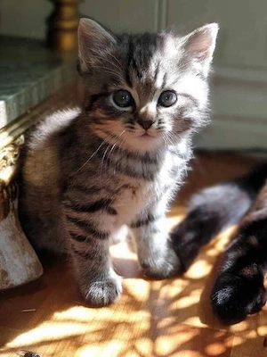American shorthair 